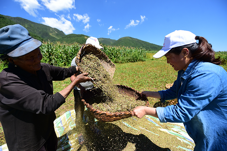 吉地莫史刘利用周末时间帮公婆收割苦荞（摄影 陈艺）.JPG